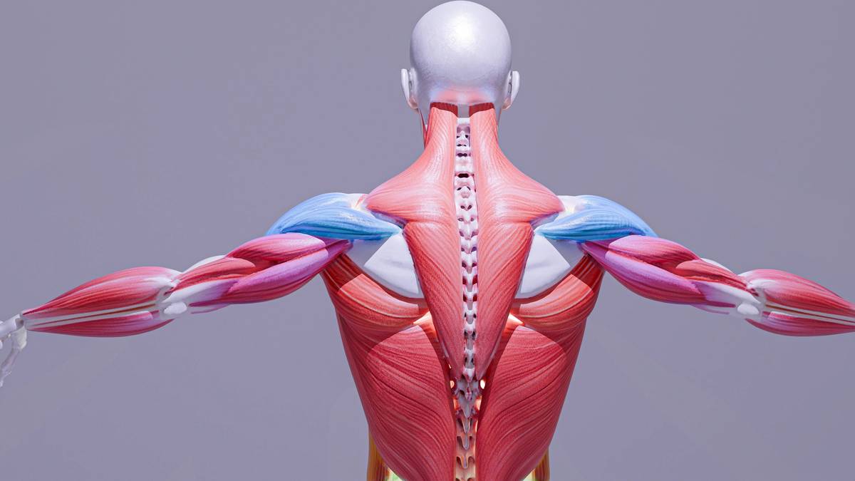 Muscle FAQs: Comparison of L-carnitine forms and their impact on lean muscle growth